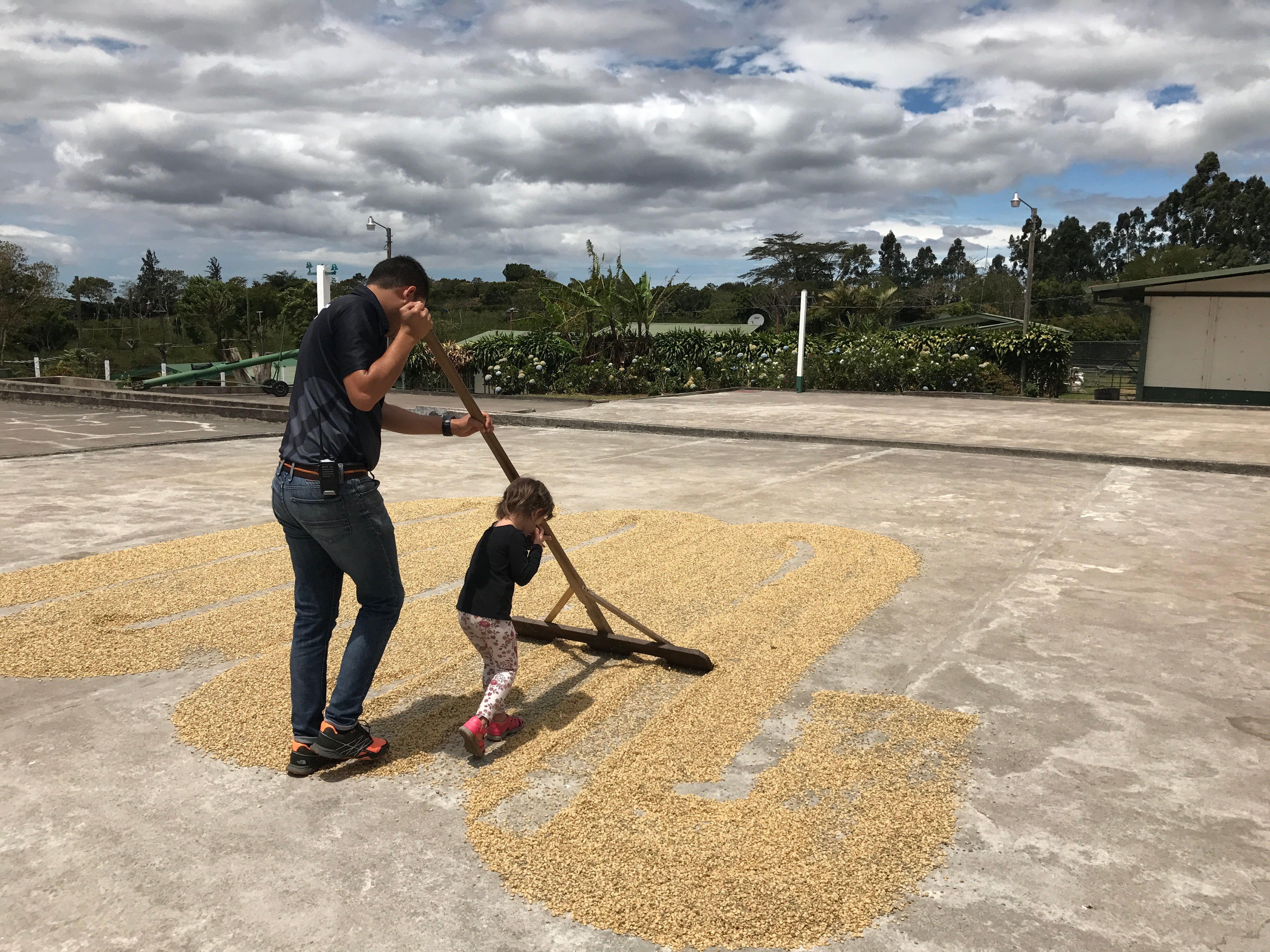Explore Costa Rican coffee: renowned for quality & consistency. Discover flavor profiles & brewing tips from specialty experts.