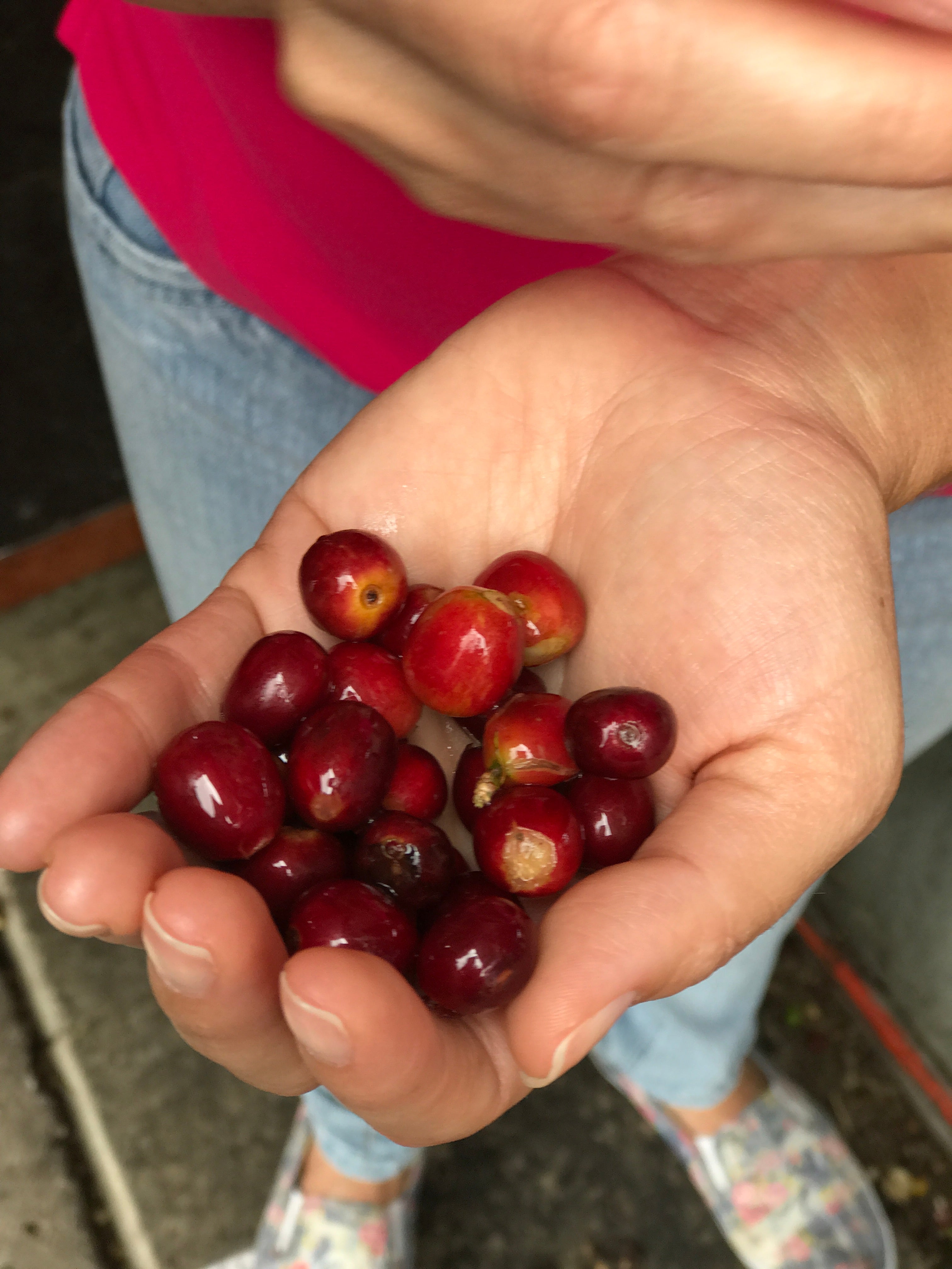 A handful of raw coffee berries, awaiting to be dried and shipped to Snowy Owl Coffee Roasters on Cape Cod.