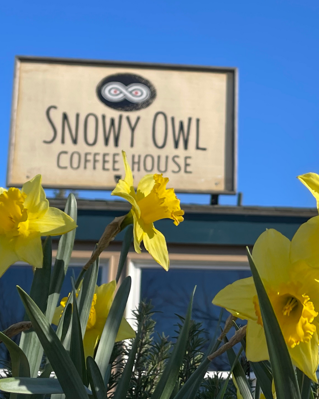 Spring daffodils blooming beneath the Snowy Owl Coffee House sign, capturing the welcoming atmosphere of Cape Cod's premier specialty coffee roaster against a bright blue sky.