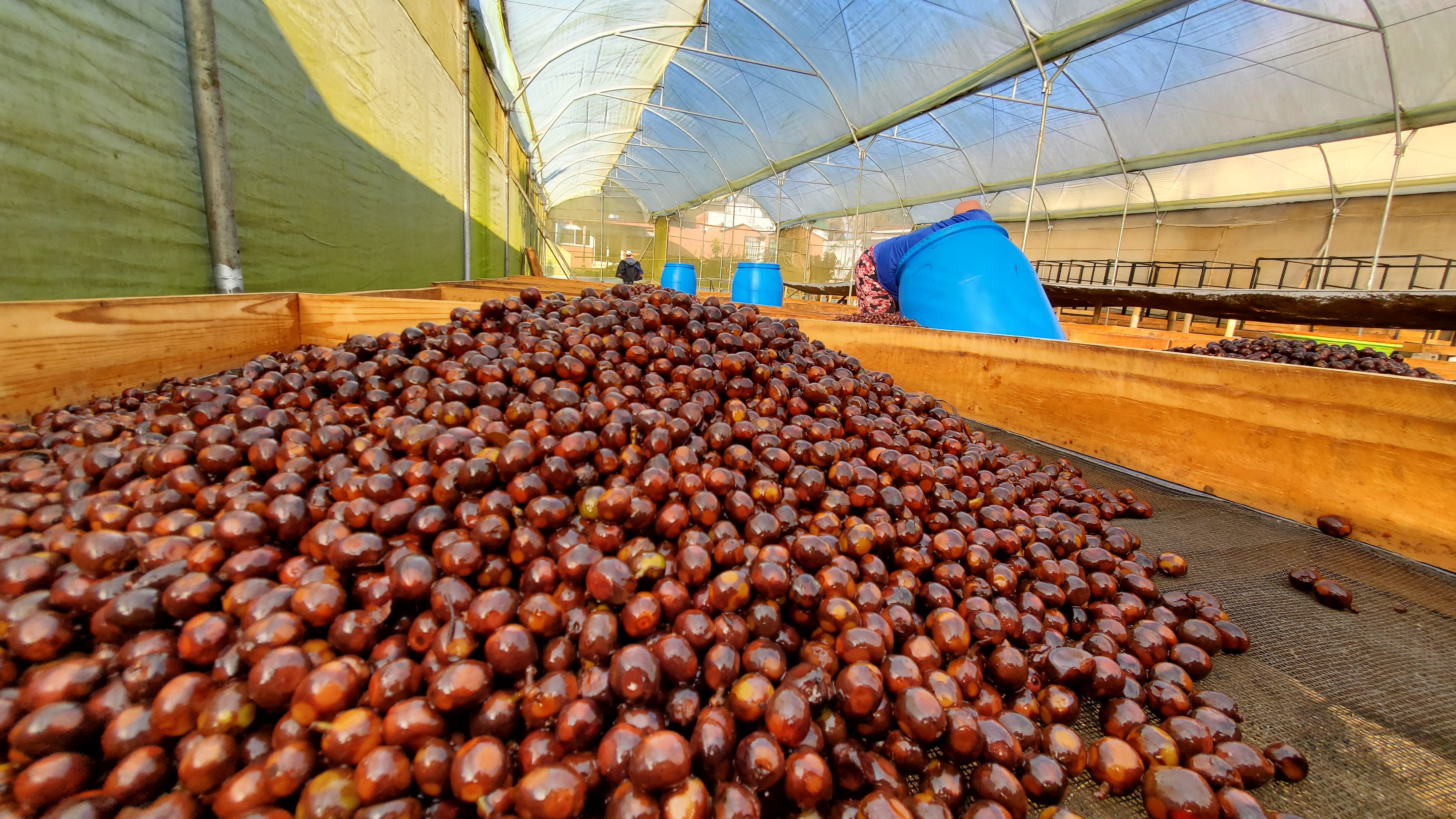 Finca El Jardin: The Next Generation of Coffee Growers Bring a New Vision for the Future