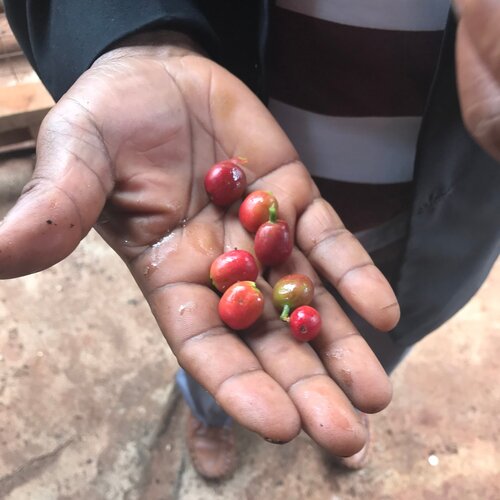 My Tour Through the Kenyan Coffee Industry