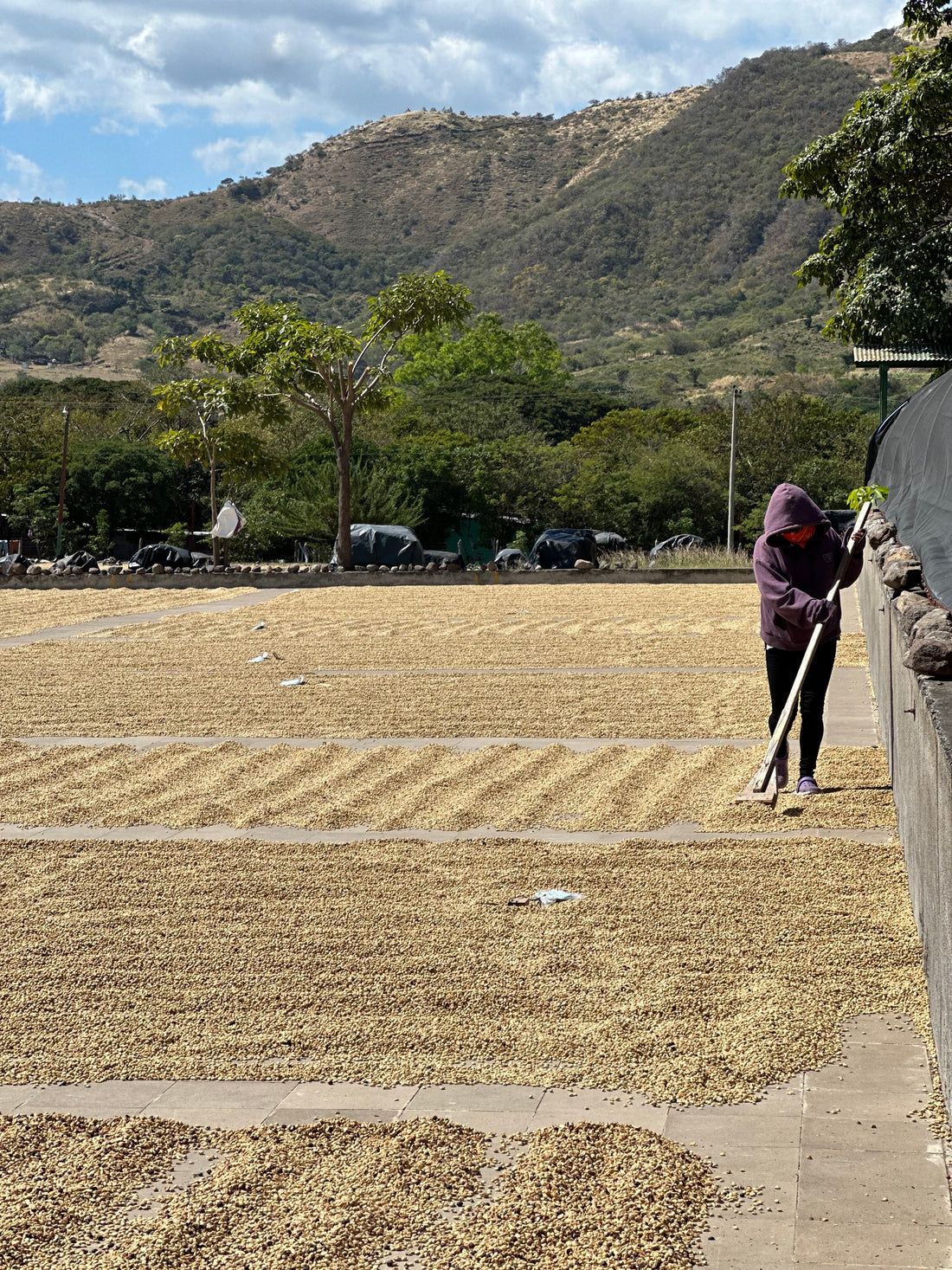 Introducing Mutua Coffee & Finca Mirasol - Our New Nicaraguan Partner!