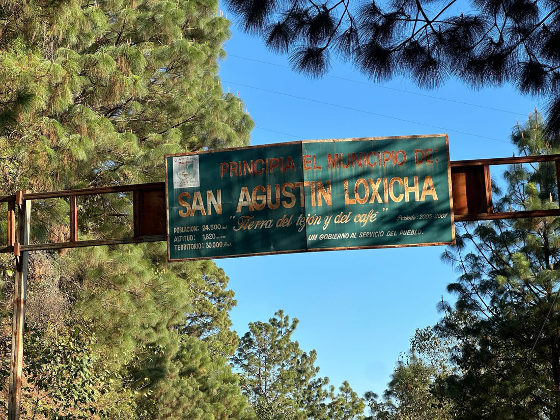 Specialty Coffee in Oaxaca: Land, Autonomy, and the Roots of Resistance