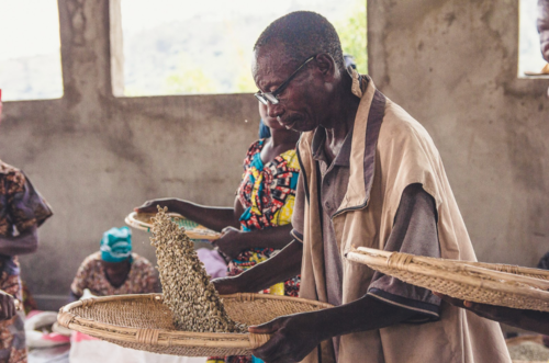 Discover sustainable Congolese coffee from Snowy Owl Coffee Roasters. Support women-owned farms and peace initiatives through ethically sourced specialty coffee in Cape Cod.