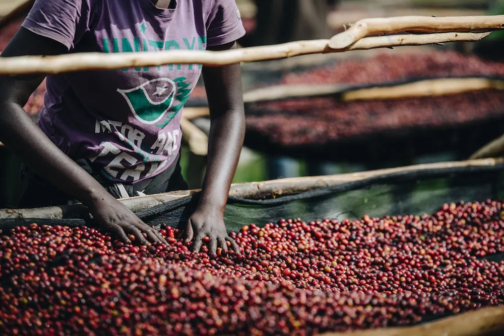 Notes from Alex - Rwanda Huye Mountain Natural
