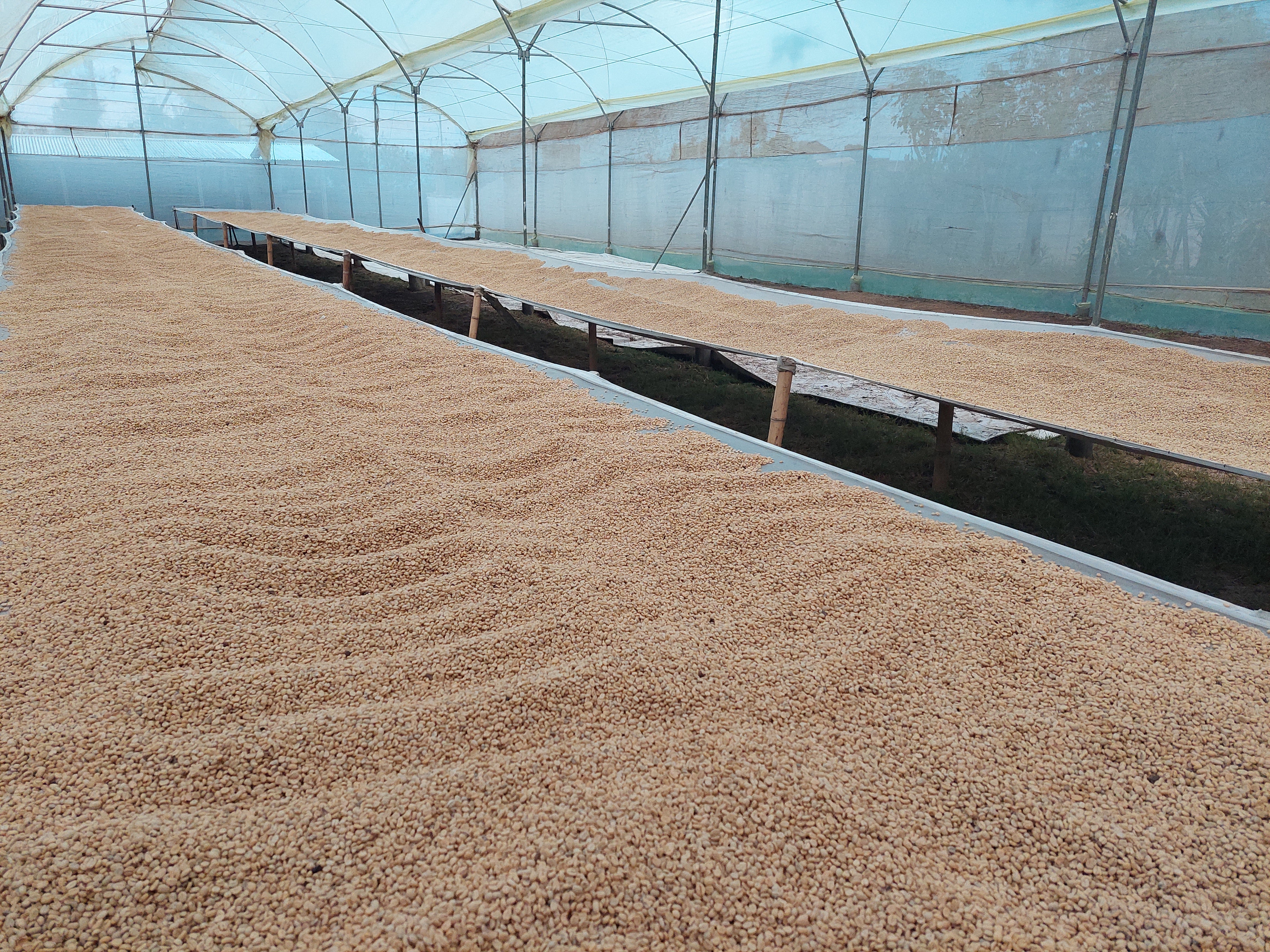 Guatemala Finca El Jardin