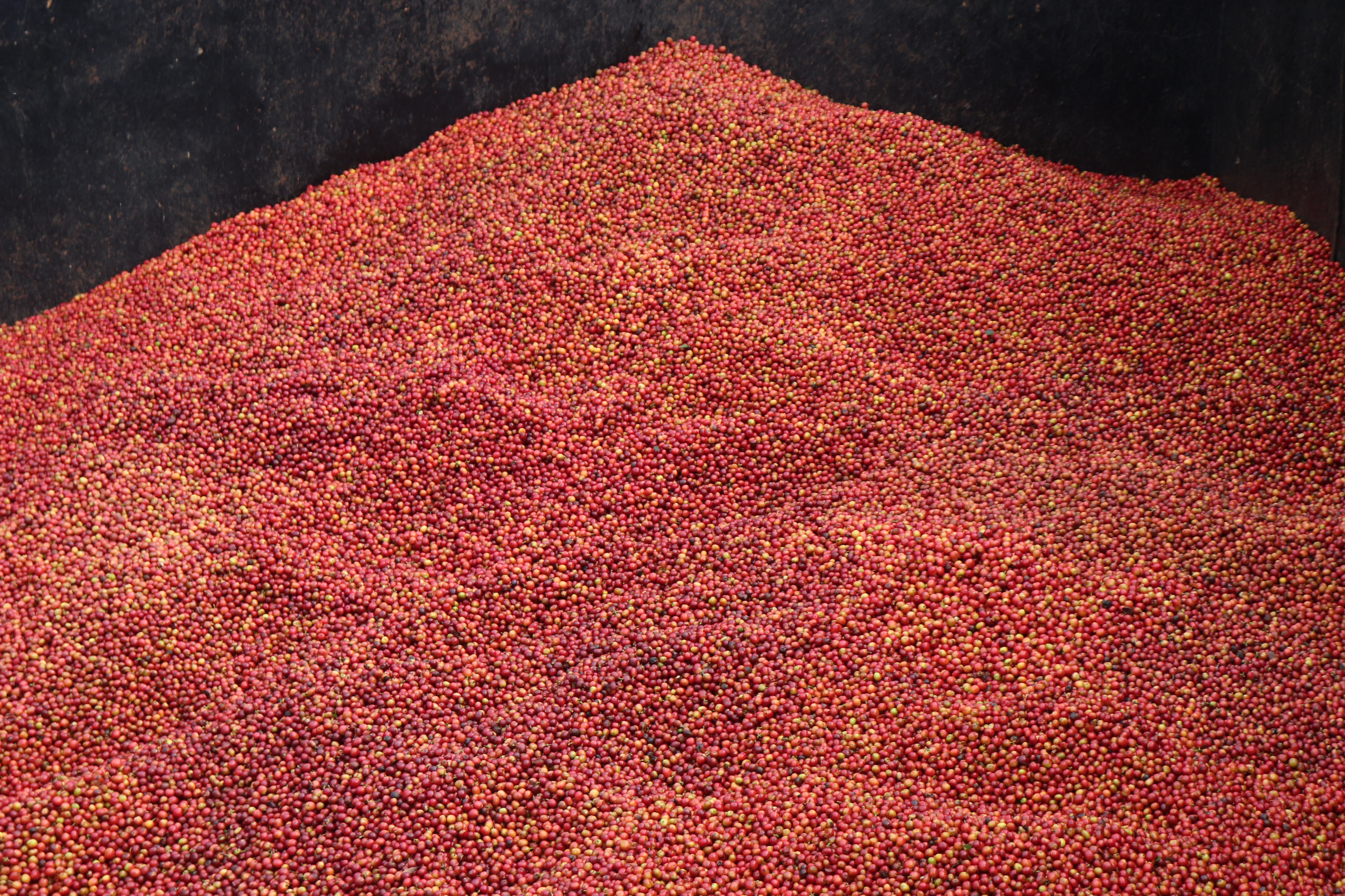 Kenya Karinga AA