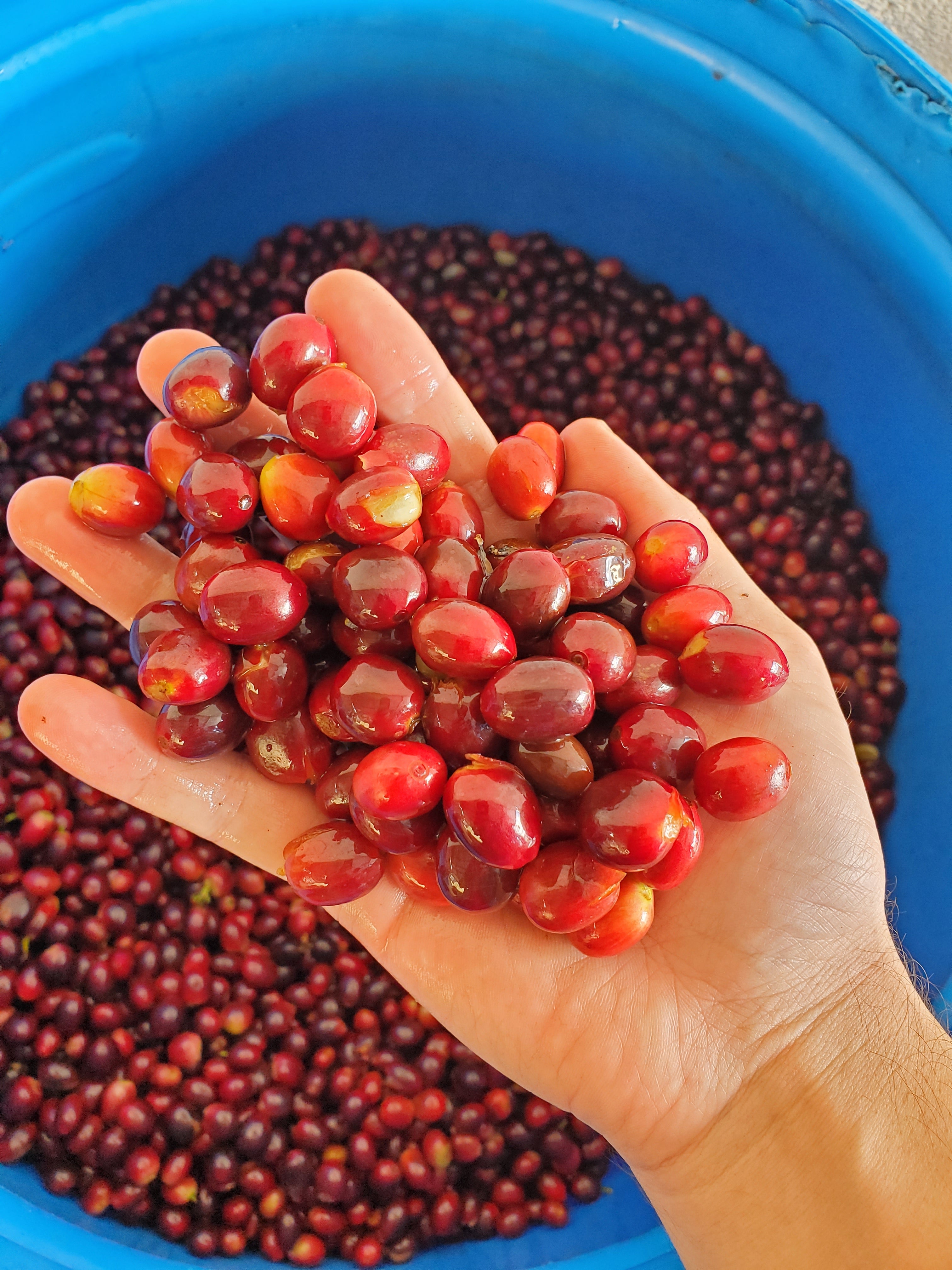 Guatemala Finca El Jardin