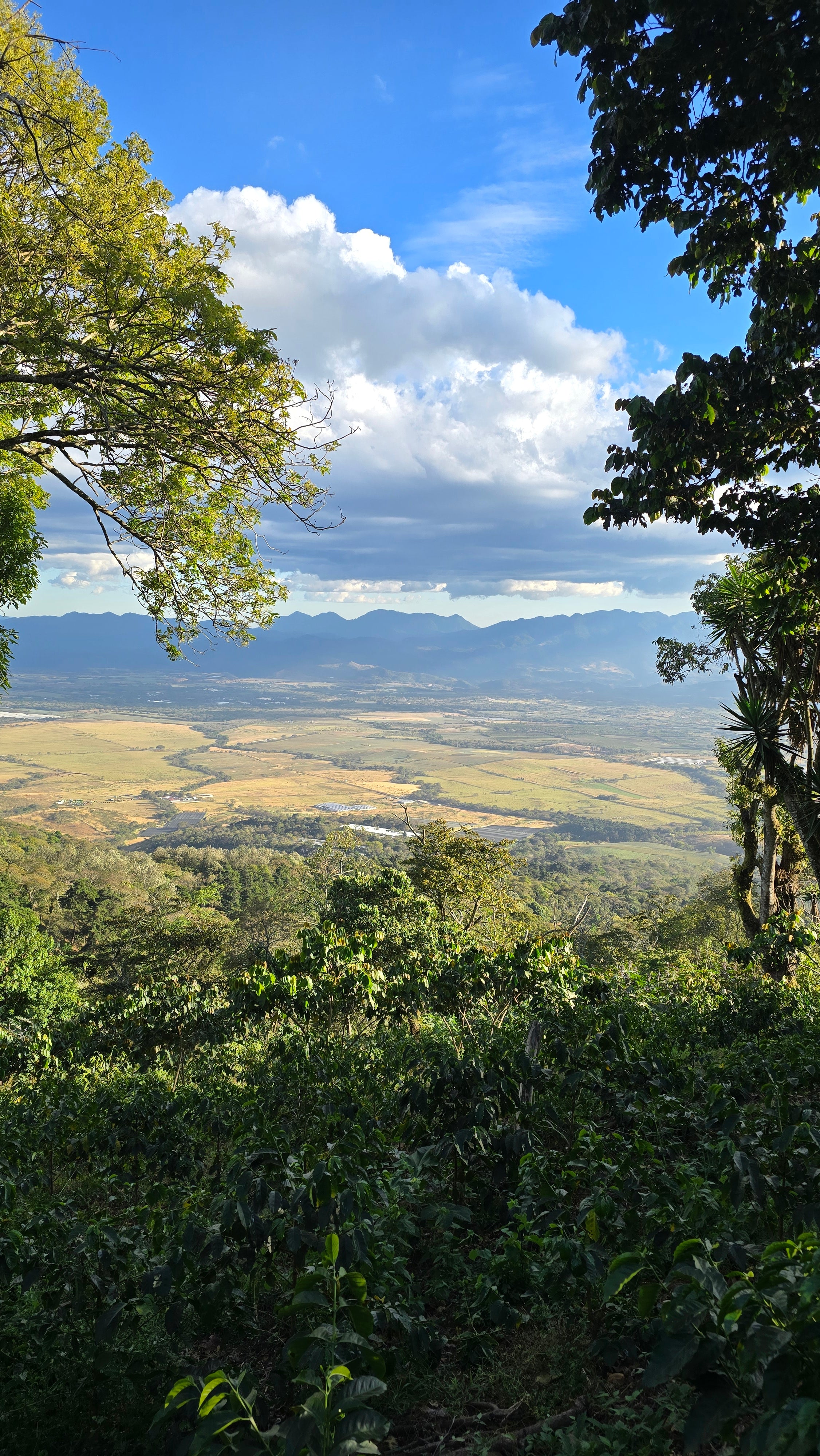 Guatemala Finca El Jardin