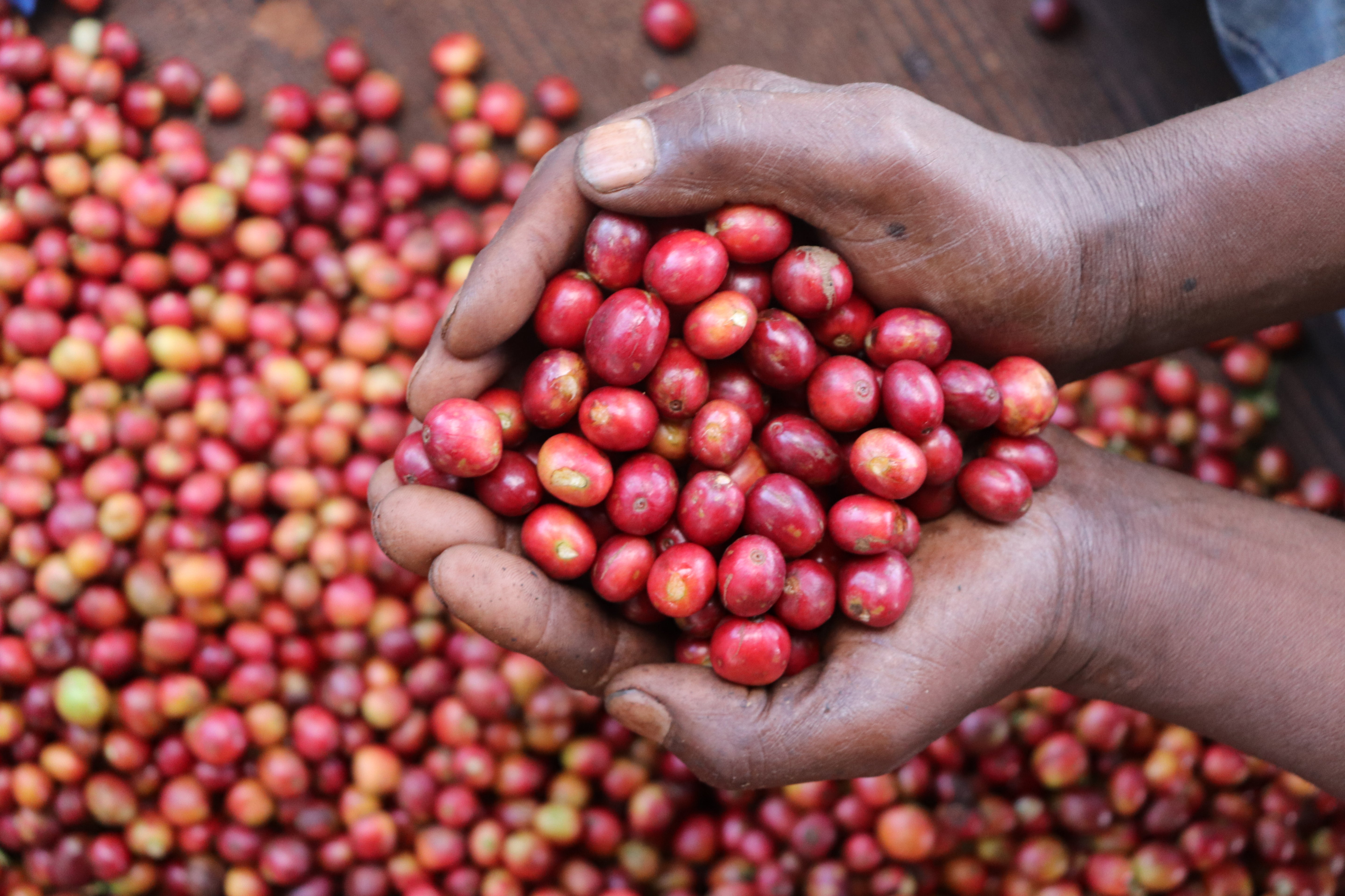 Kenya Karinga AA