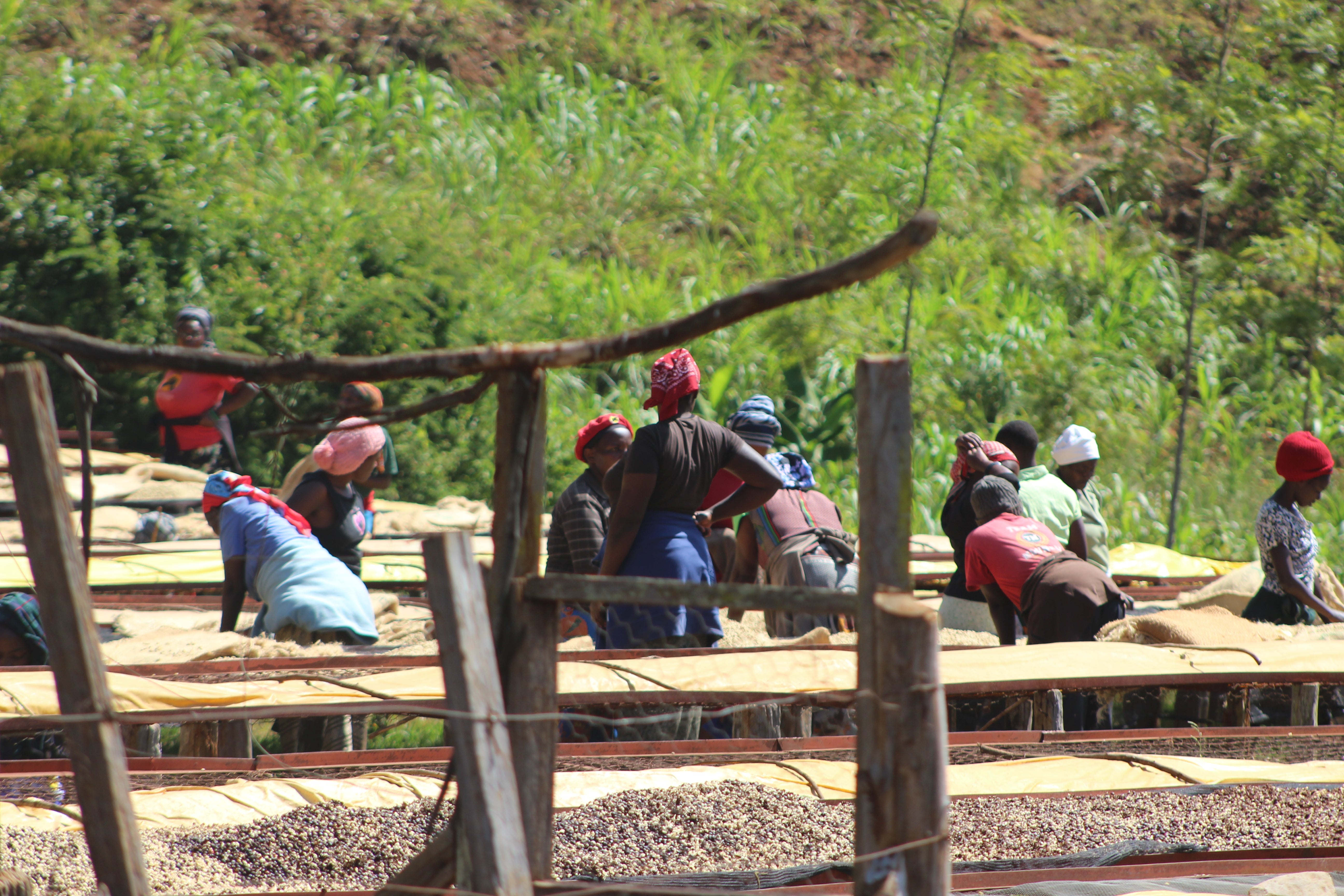 Kenya Karinga AA