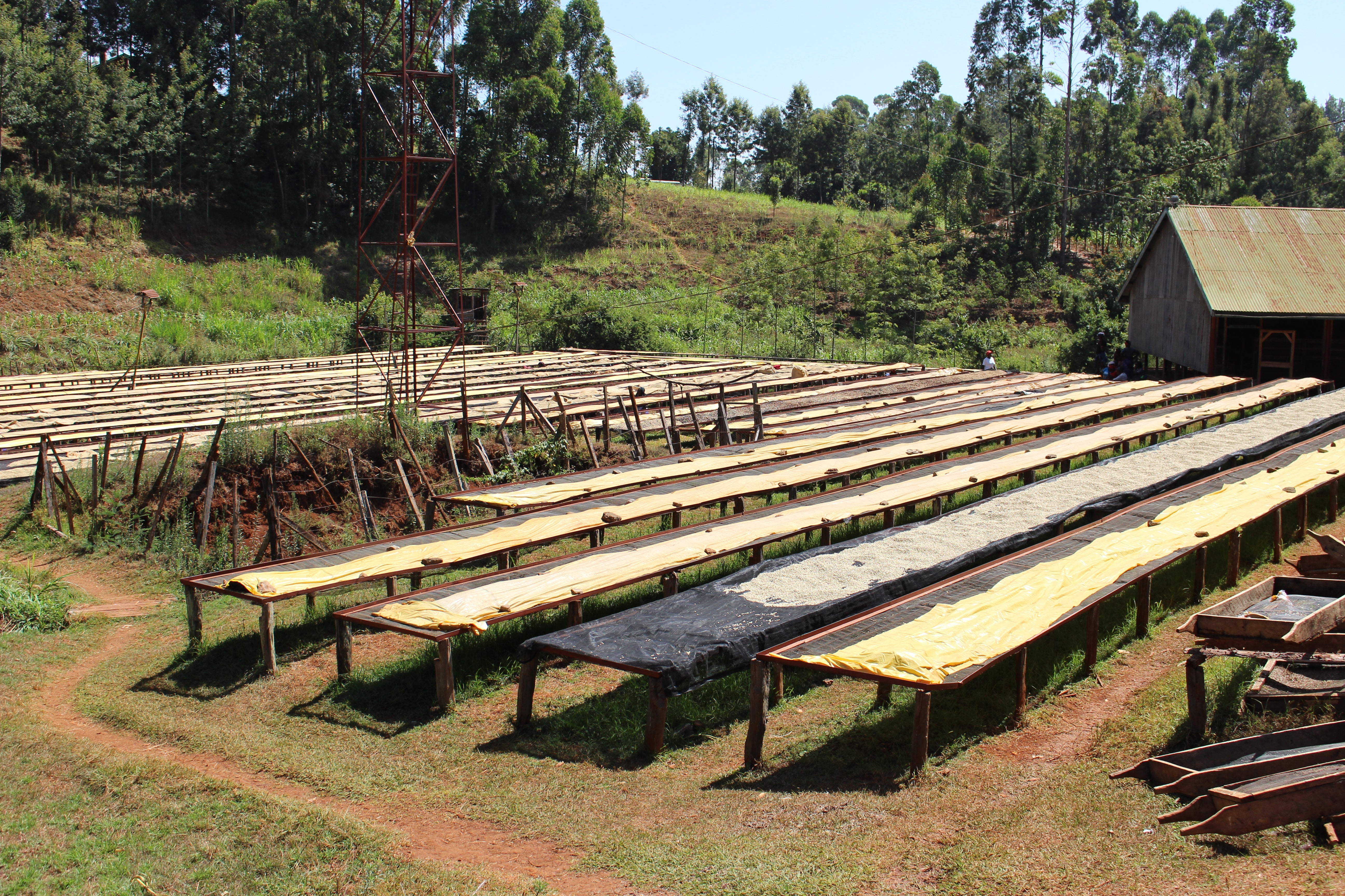 Kenya Karinga AA