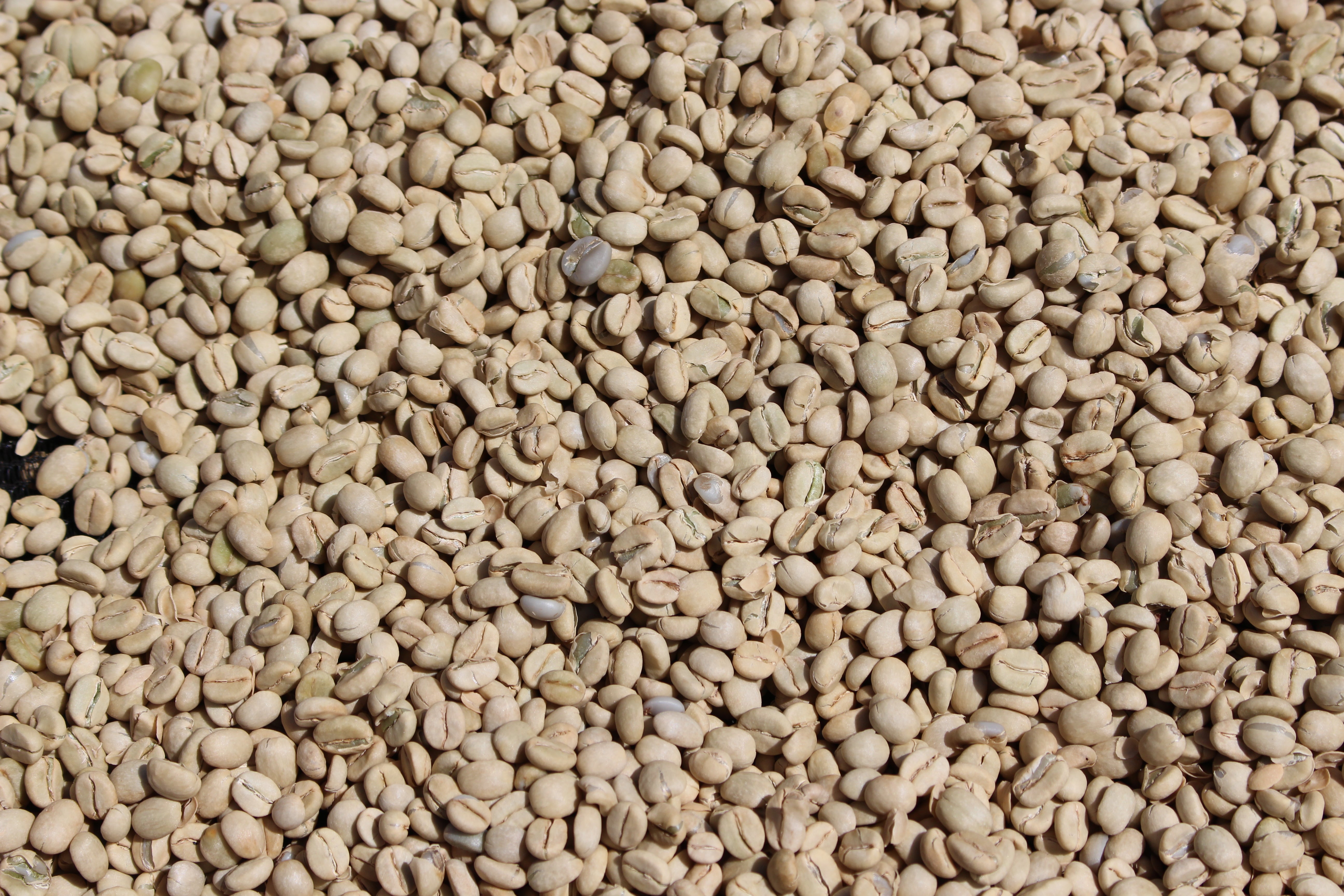 Kenya Karinga AA