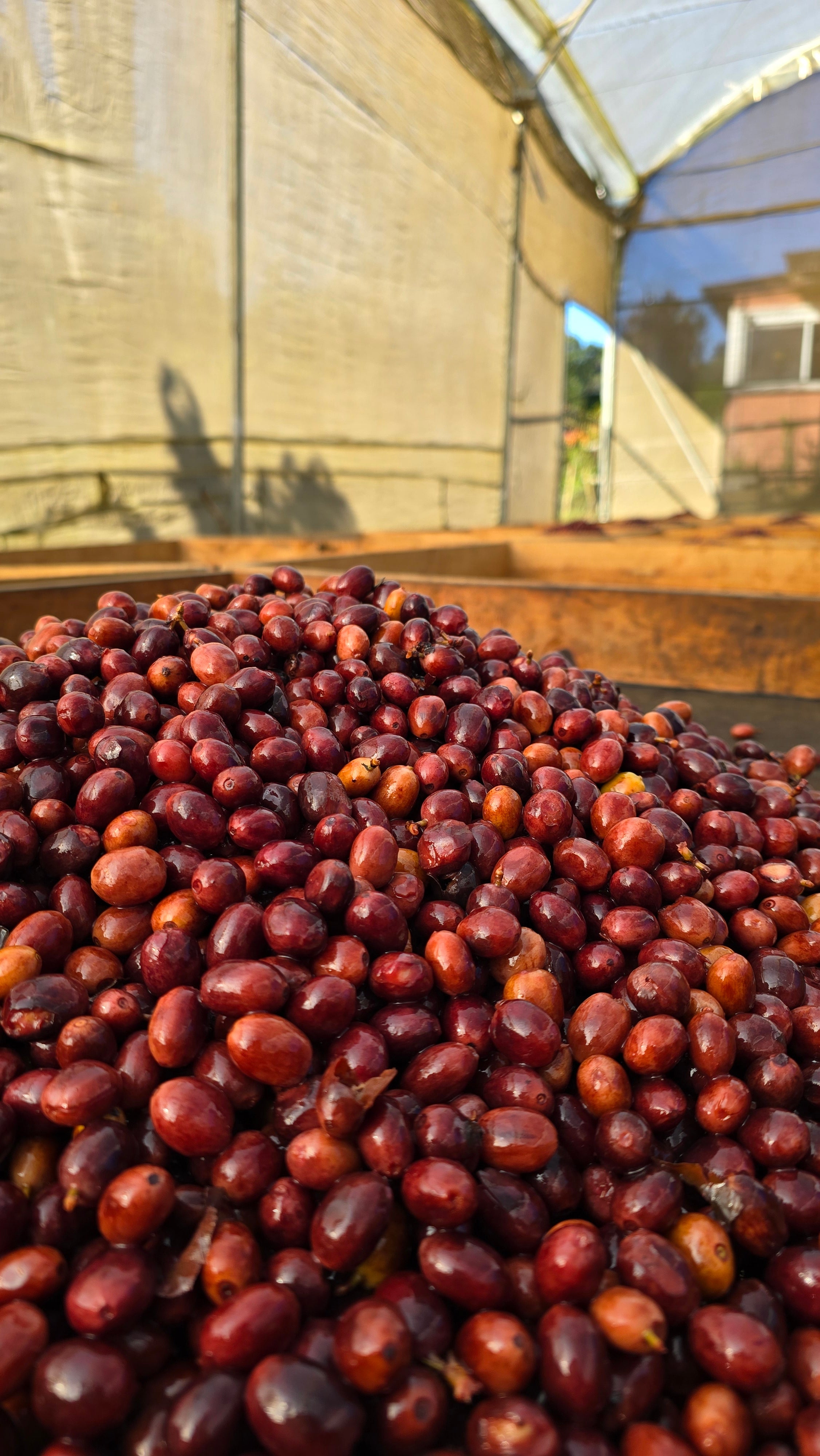 Guatemala Finca El Jardin