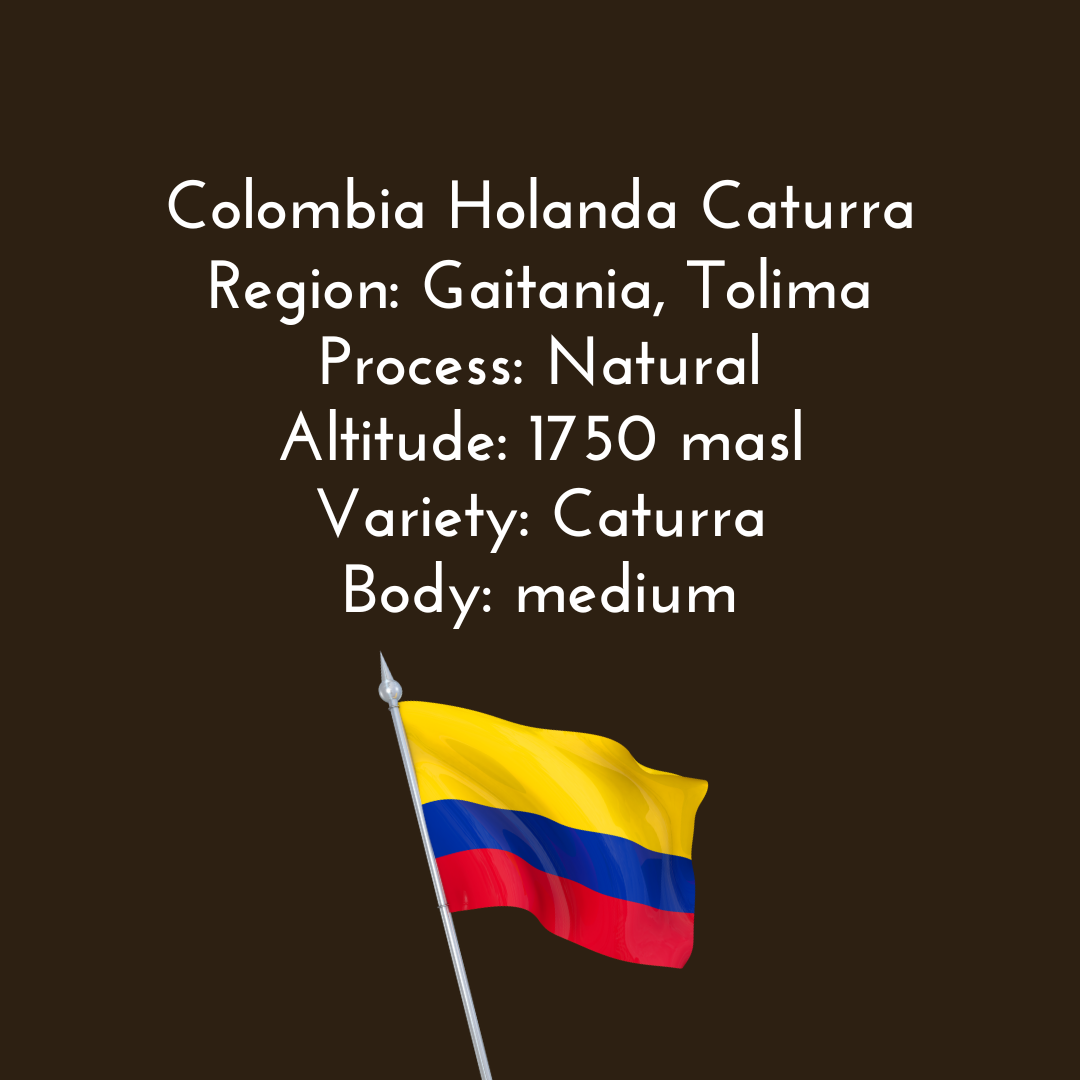 Colombia Holanda Caturra