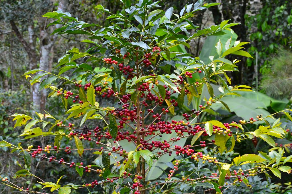 Peru Chanchamayo