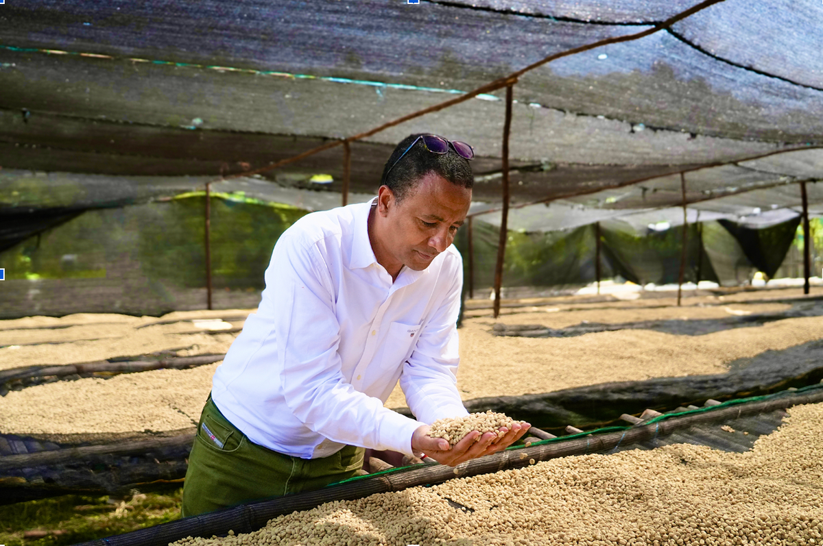 Faysel Abdosh holds drying coffee beans
