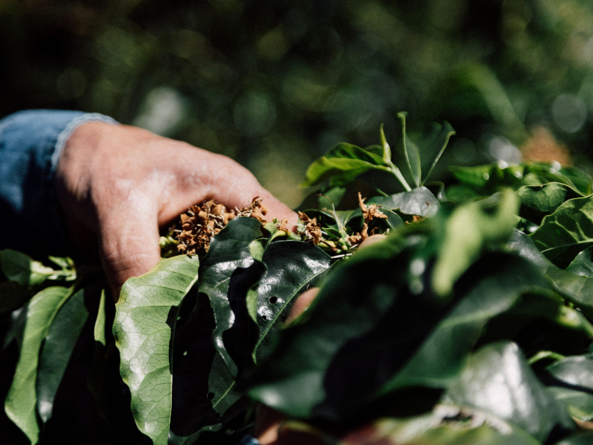 Colombia First Bloom by Oscar Osorio