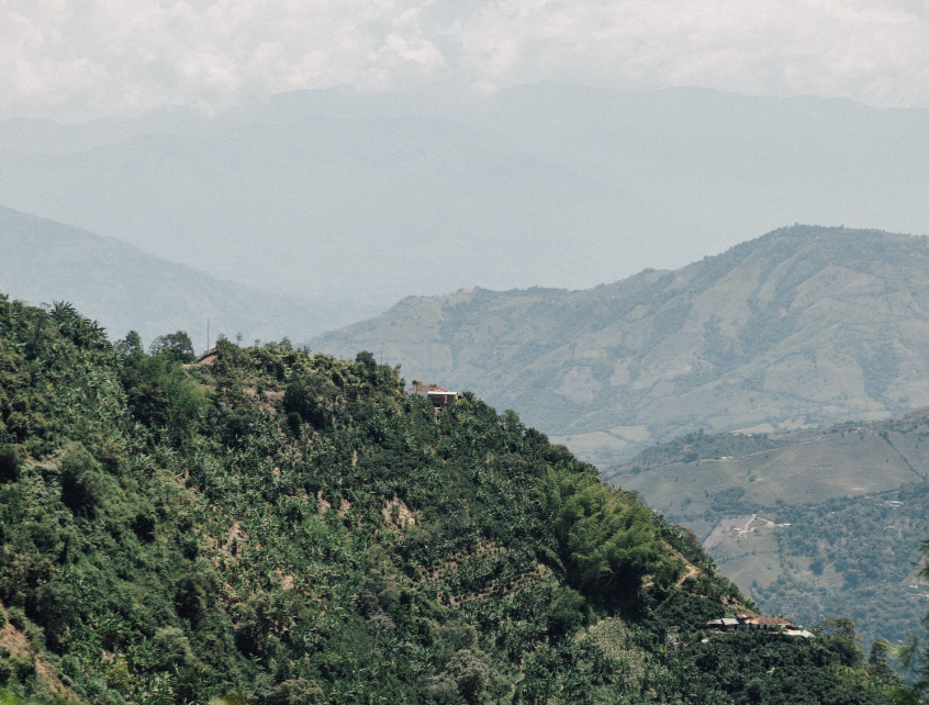 Colombia First Bloom by Oscar Osorio