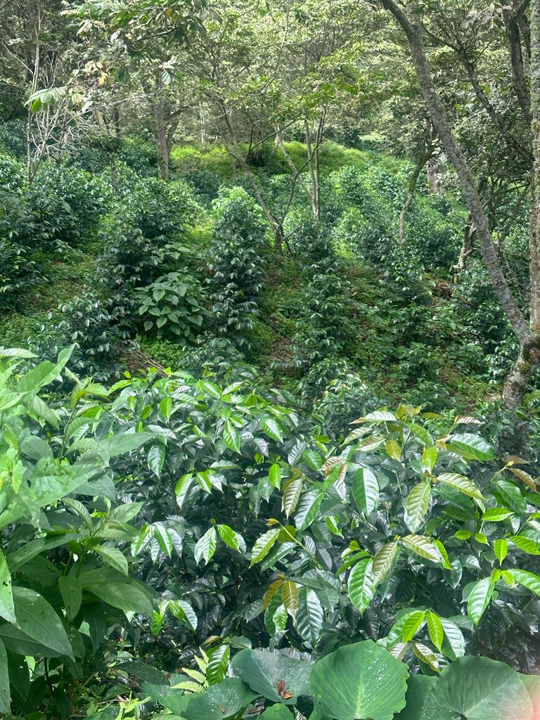 Cusco Peru: Tablahuasi Reserve