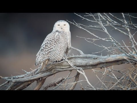 Load video: The journey of Snowy Owl Coffee began in 2015 and continues today. With each sighting, our commitment to providing fresh, local coffee is undeniably evident.