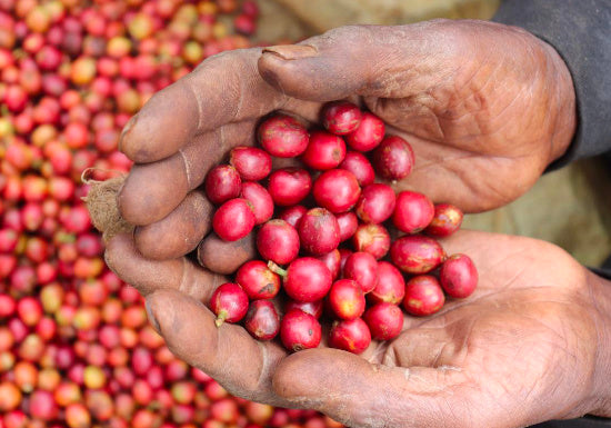 Kenya Gatomboya AA