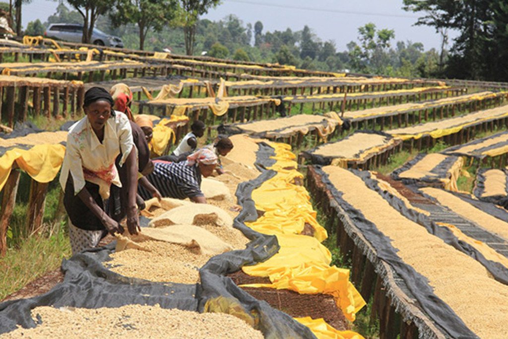 Kenya Gatomboya AA